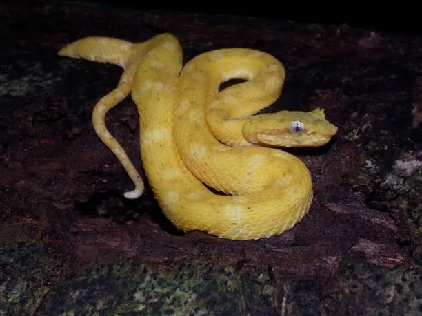 Photo of Yellow coloured Eyelash viper (Bothriechis schlegelii)-Greifschwanz-Lanzenotter