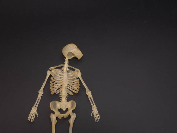 istock human body skeleton on dark black background 1084196144