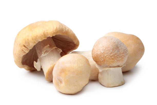 집시 버섯 - 끈적버섯과 이미지 뉴스 사진 이미지