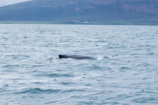 istock Whale watching from Akureyri, Iceland. Whale in nature 1084200184
