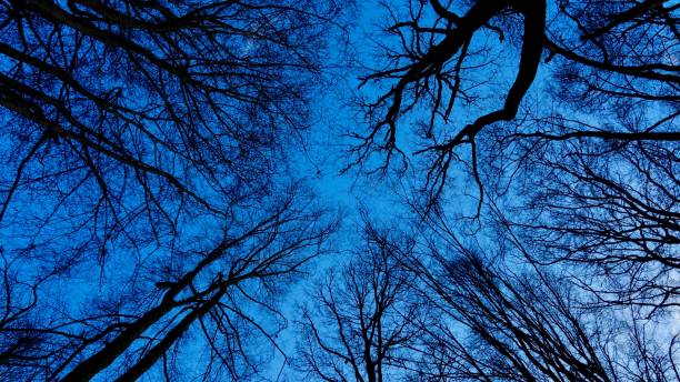 istock Forrest, Beech forrest in the Bergisches Land 1084204370