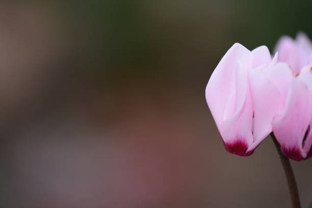 Cyclamen stock photo