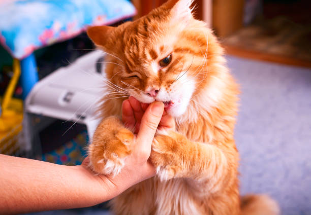 Ginger Maine Coon cat eating his food from human hand. Close-up.