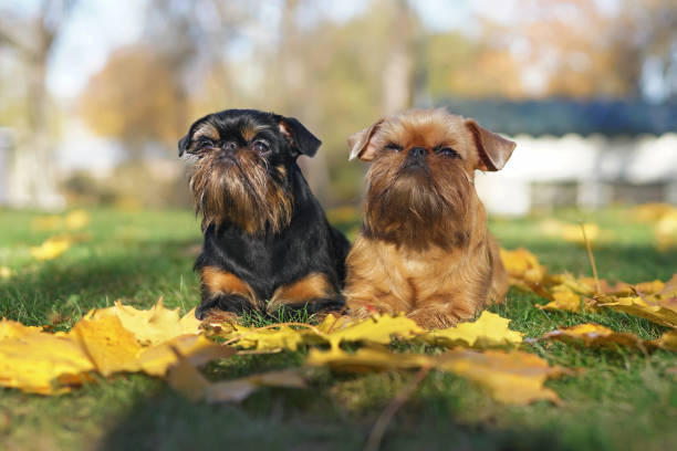 Brussels Griffon dogs (Griffon Belge and Griffon Bruxellois) lying outdoors on a green grass with fallen yellow maple leaves in autumn Brussels Griffon dogs (Griffon Belge and Griffon Bruxellois) lying outdoors on a green grass with fallen yellow maple leaves in autumn griff stock pictures, royalty-free photos & images