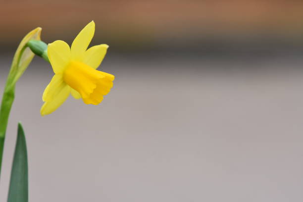 istock A close-up of a flower 1084210552