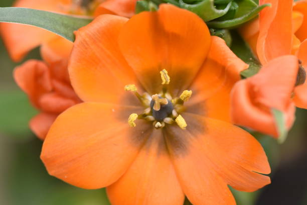 istock A close-up of a flower 1084211392