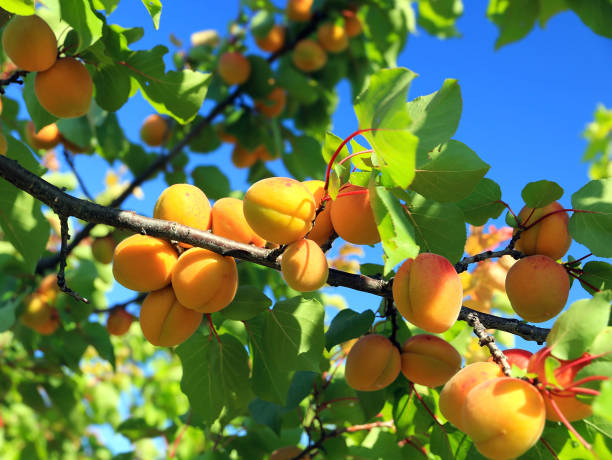 Branches loaded with apricots. stock photo