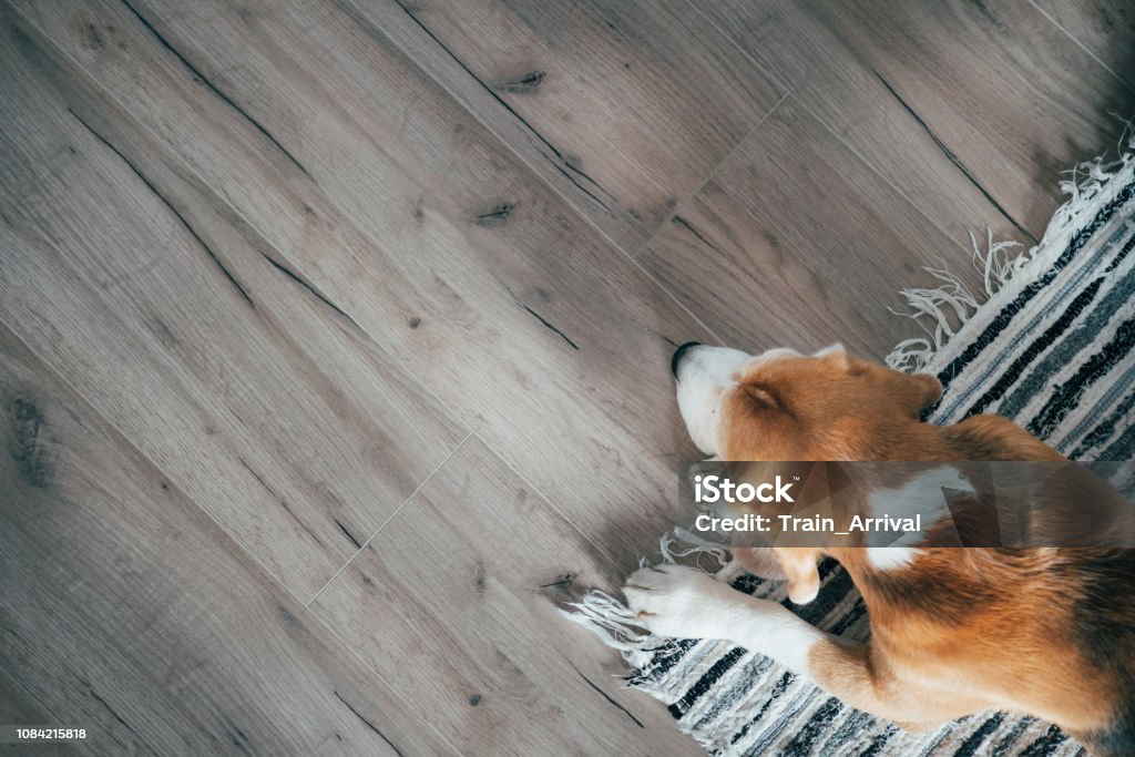 Beagle dog peacefully sleeping on striped mat on laminate floor. Pets in cozy home top view image. Wood Laminate Flooring Stock Photo