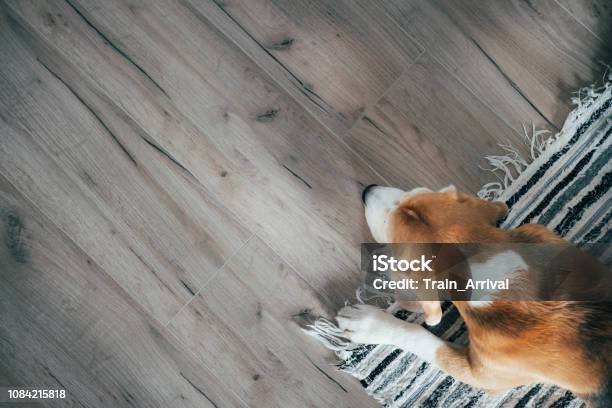 Beagle Dog Peacefully Sleeping On Striped Mat On Laminate Floor Pets In Cozy Home Top View Image Stock Photo - Download Image Now