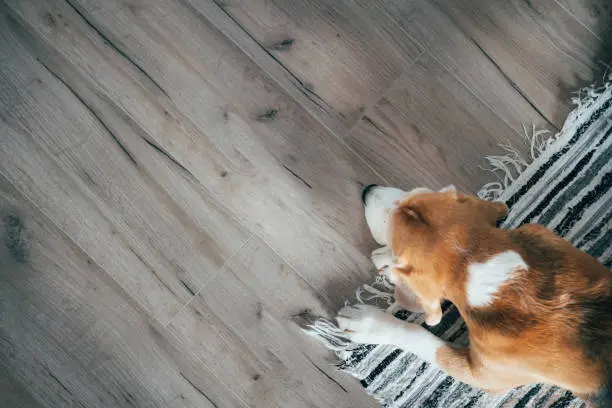 Photo of Beagle dog peacefully sleeping on striped mat on laminate floor. Pets in cozy home top view image.