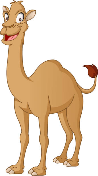 illustrations, cliparts, dessins animés et icônes de dessin animé mignon chameau. illustration vectorielle de funny animal heureux. - hump