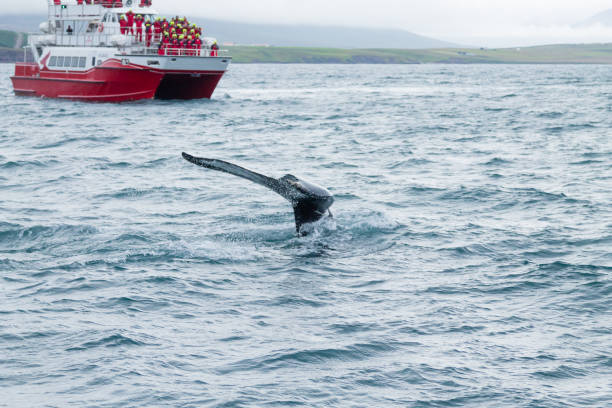 istock Whale watching from Akureyri, Iceland. Whale in nature 1084218694