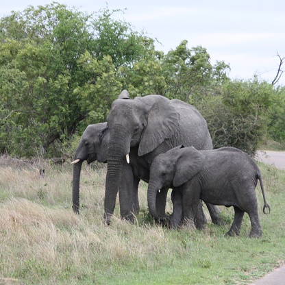 on a early morning game drive in the Kruger National Park we came across a whole heard of elephants - but this Mama and her kids seemed to stay together all the time