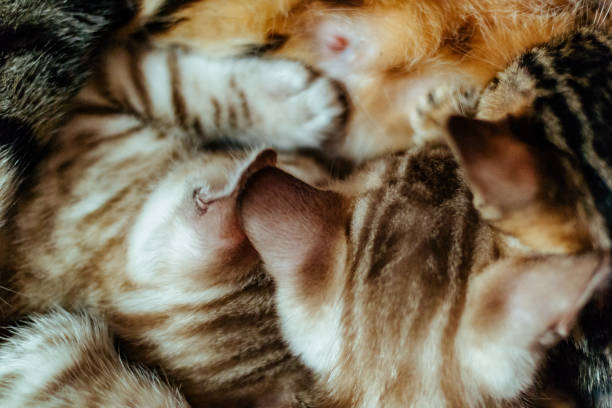 istock Close-Up Of Kittens Drinking Milk From Cat 1084218996