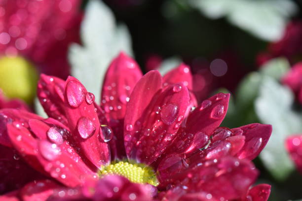 istock A close-up of a flower 1084219240
