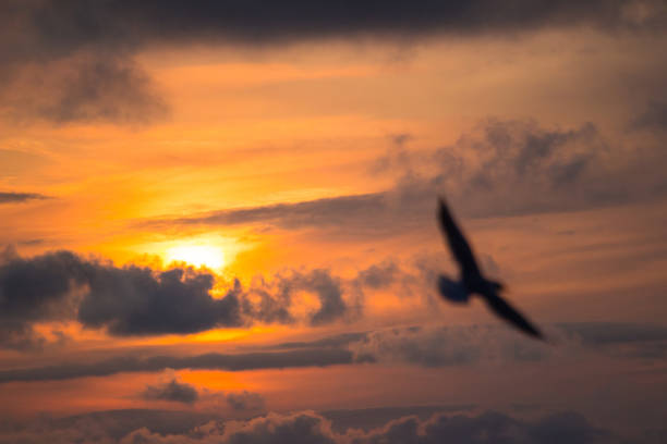 istock Silhouette of a bird on sunset background 1084219668