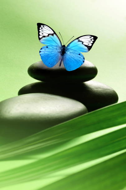 istock Butterfly, Balanced Stones. Palm Leaf. Zen and Spa Concept. 1084219730
