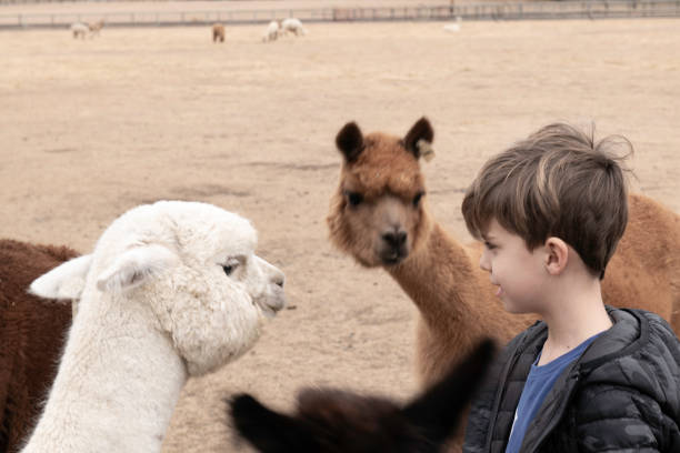 istock LIttle boy looking at alpaca on farm in Oregon 1084221616