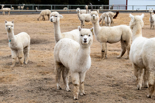 istock Female alpacas on a farm in Central Oregon 1084221856
