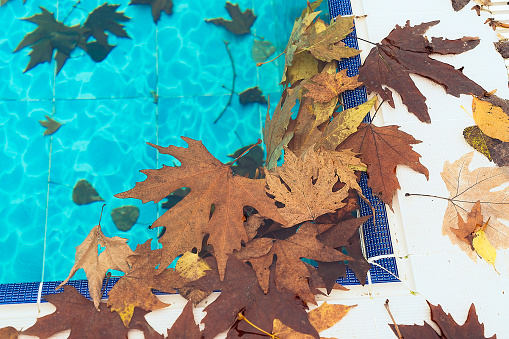 Dirty swimming pool in autumn season