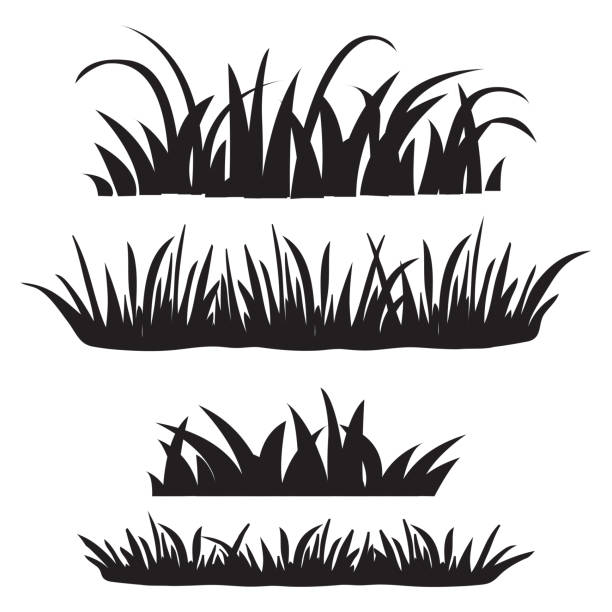 illustrazioni stock, clip art, cartoni animati e icone di tendenza di set di erba, sagome nere isolate su sfondo bianco. insieme di elementi di design della natura. illustrazione vettoriale - grass