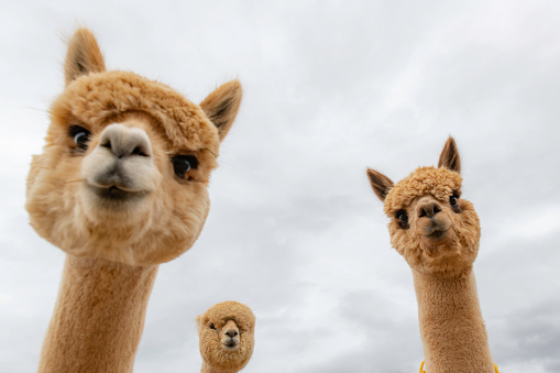 Pair of young Alpacas - Frontal view with Copy space in front of black background