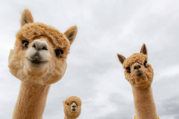 Female alpacas on a farm in Central Oregon Looking up at funny shot of  close up heads of alpacas group of animals photos stock pictures, royalty-free photos & images