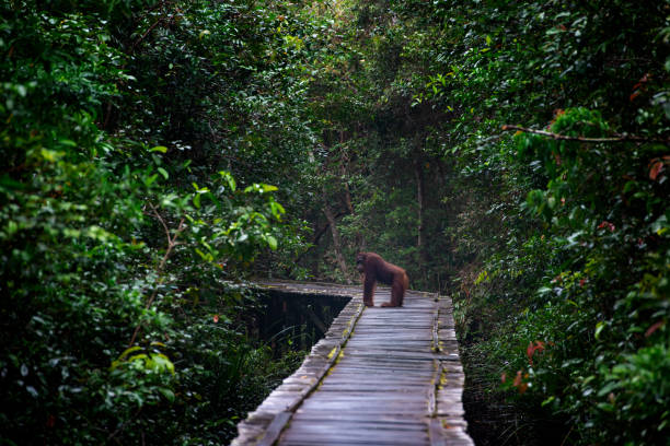 Lonley Orang Utan on a walkway, Borneo, Indonesia