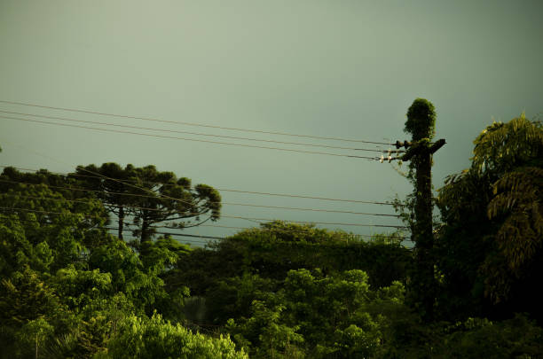 istock urban nature plant 1084228554