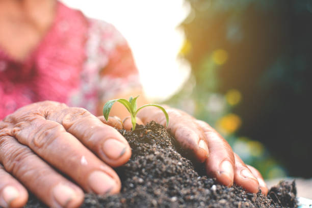 istock Cropped Hands Of Woman Planting Sapling 1084229068
