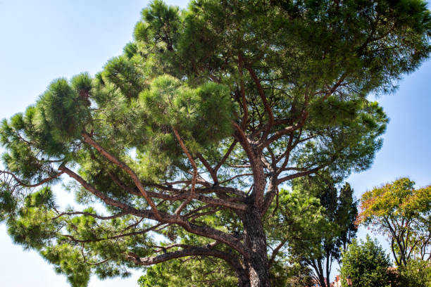 pinho verde italiano na costa veneziano - parasol pine - fotografias e filmes do acervo