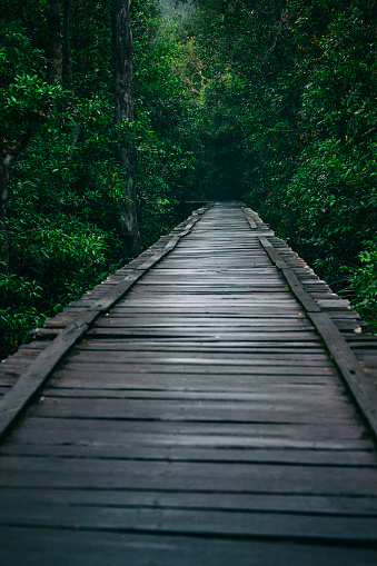 Wooden walkway into the tropical rainforest/jungle.