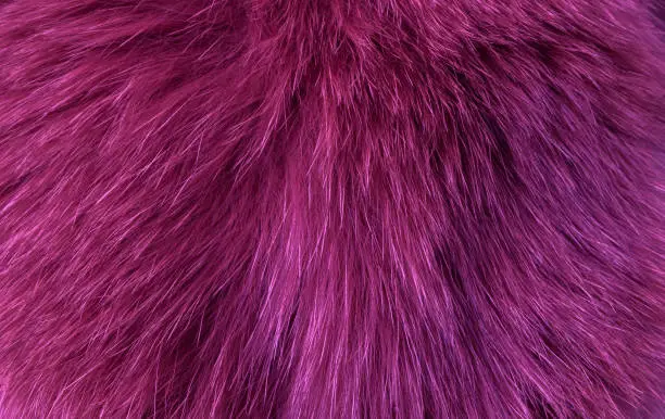 Photo of Texture natural long pile fur, fox purple painted,  close-up. Textures, background