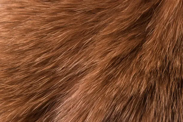 Texture of natural fur of a red fox, long pile, close-up. Texture background