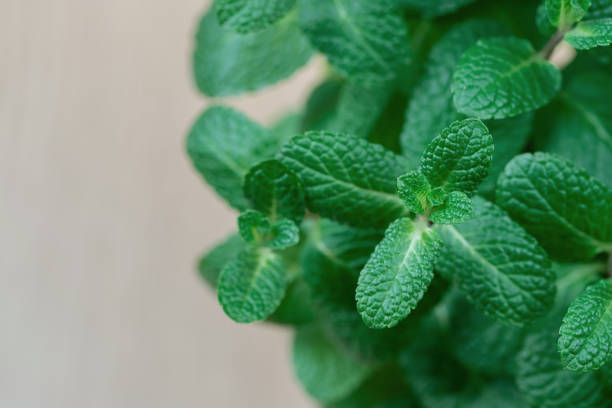 istock Green mint plant grow 1084235638