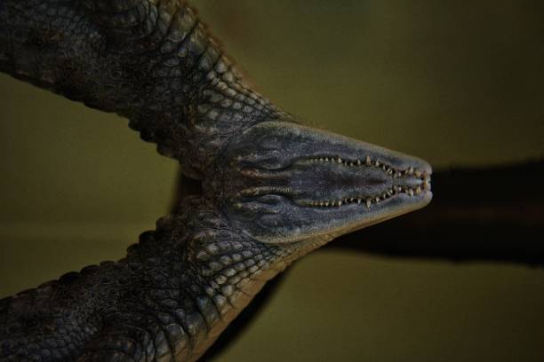 istock Close-Up Of Crocodile In Water 1084239246