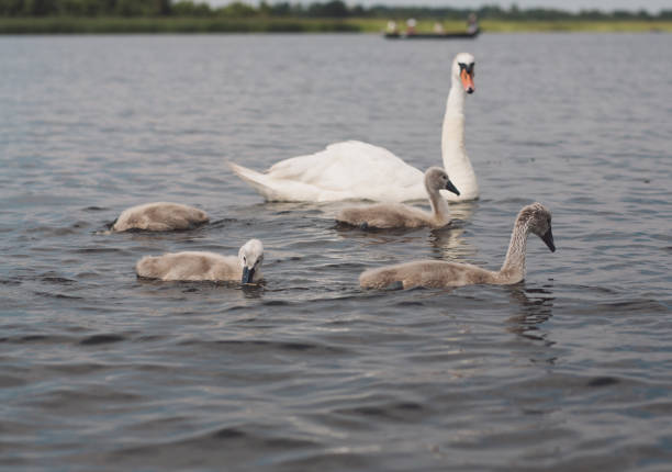 istock Swans And Cygnets Swimming In Lake 1084239412
