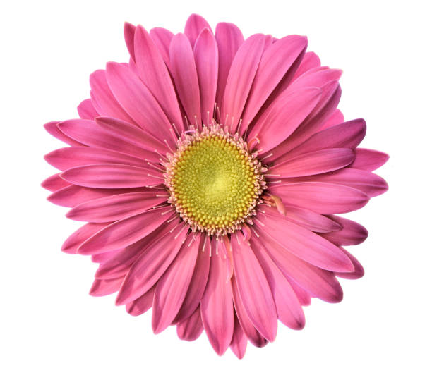 istock Single Pink Chrysanthemum Flower Cut Out White Background 1084239430