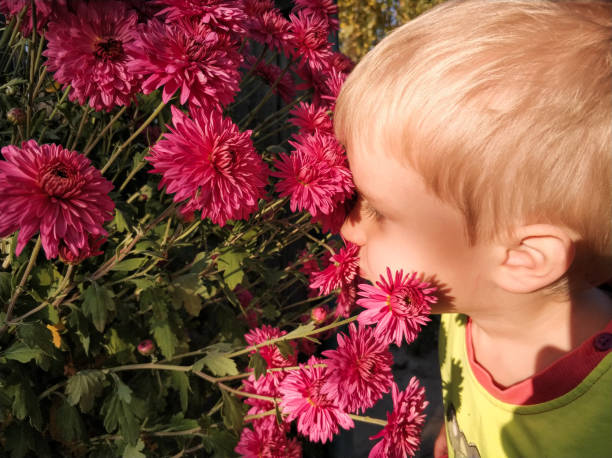 istock Little boy smelling chrysanthemums in the garden 1084239444