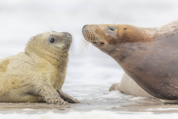 foca-cinzenta, halichoerus filometor, grijze zeehond, kegel rob - grypus - fotografias e filmes do acervo