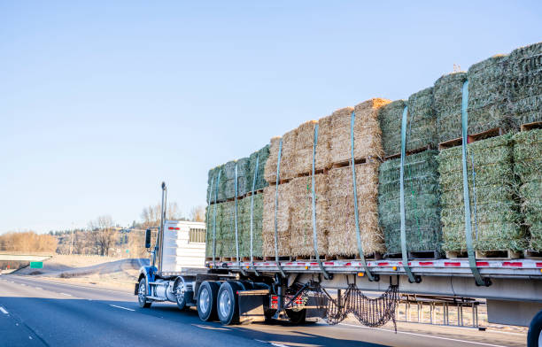 istock Blue big rig day cab classic American semi truck with flat bed semi trailer transporting bales of hay on pallets driving on multiline highway 1084243792