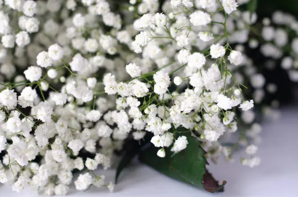 A bouquet of white gypsophila on a white background. The composition of a living plant.