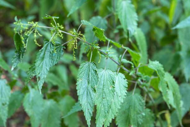 istock Plants of nettle 1084252774