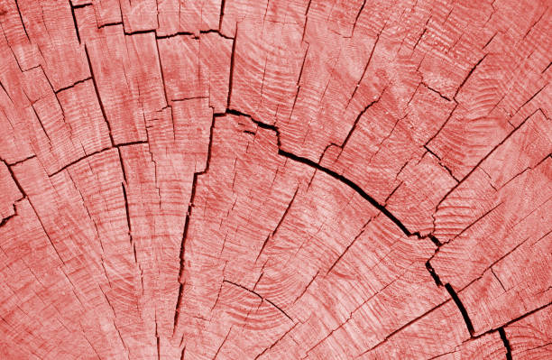 Wooden texture of cut tree trunk in pink coral color.