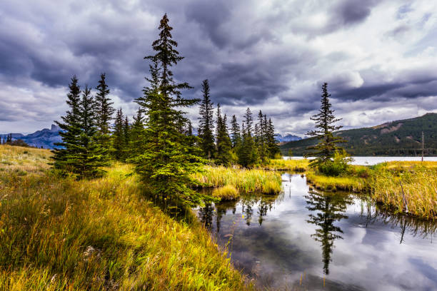 istock Slender spruce is reflected in the the lake 1084260632