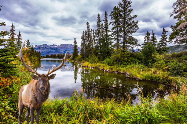 istock Gorgeous deer with big horns 1084260674