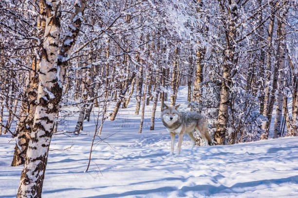 istock Wolf  in the snow-covered aspen grove 1084260676