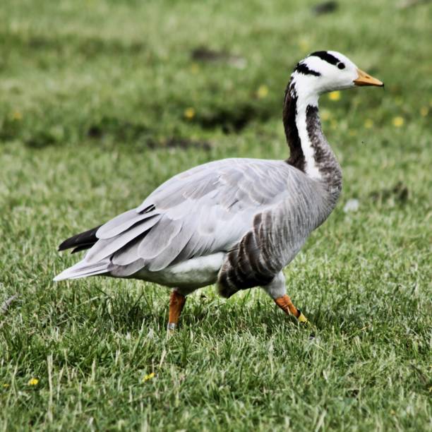 istock A picture of a Bar Headed Goose 1084261092