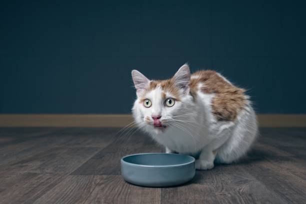 かわいいトラ猫フードボウルの周りに座って、彼の口を舐めています。 - pet food animals feeding cat food cat bowl ストックフォトと画像