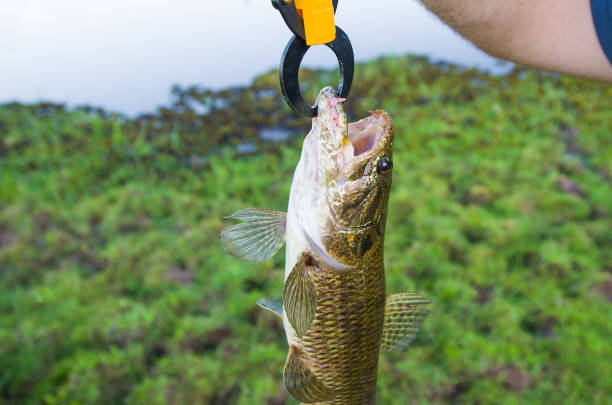 istock Fisherman showing fish that caught with artificial bait, Traira fish (Hoplias malabaricus). 1084265386